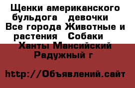 Щенки американского бульдога ( девочки) - Все города Животные и растения » Собаки   . Ханты-Мансийский,Радужный г.